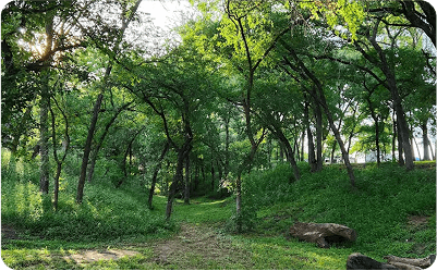 Nature Trails