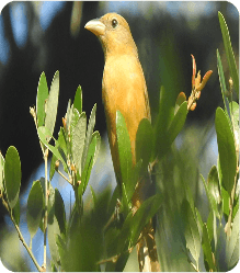 Wildlife Viewing