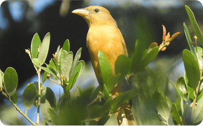 Wildlife Viewing